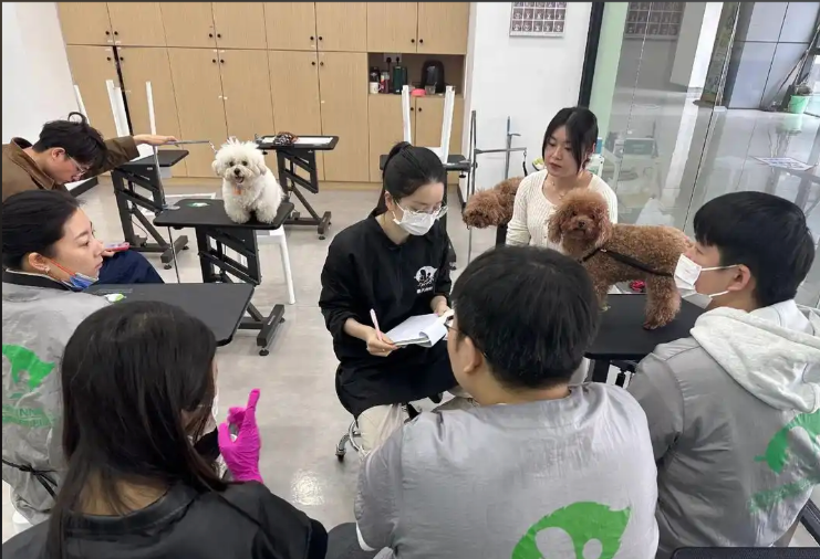 鼓楼区宠物美容培训宠物美容培训学校 - 推荐
